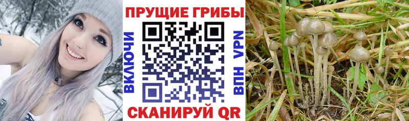 Псилоцибиновые грибы Cubensis  Урус-Мартан 